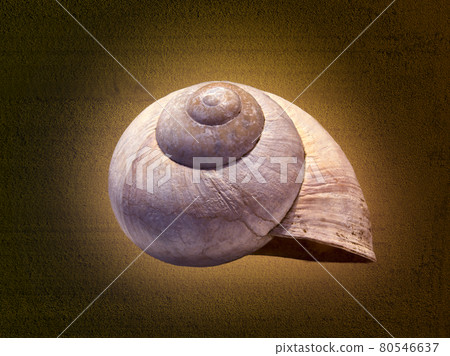 Empty shell of a snail, Helix pomatia, against an abstract textured luminous background, stacked macro Empty shell of a snail, Helix pomatia, against an abstract textured luminous background, stacked macro 80546637