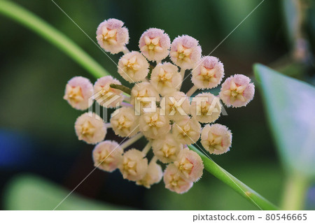 Hoya kerrii Craib, silky-yellow petals covered with soft hairs, scarlet crown, scarlet stamens. Often appear nectar in the Sao pollen. smells good at night Flowering in late winter into summer. 80546665