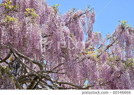 Fuji of Sera Farm in Sera Town, Hiroshima Prefecture Fuji of Sera Farm in Sera Town, Hiroshima Prefecture 80546666