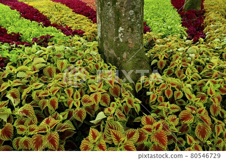 Coleus flower field in the forest park 80546729