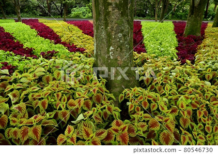 Coleus flower field in the forest park Coleus flower field in the forest park 80546730