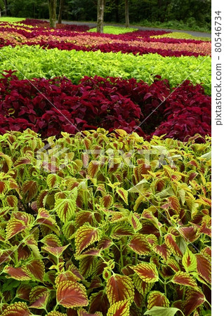 Coleus flower field in the forest park 80546734