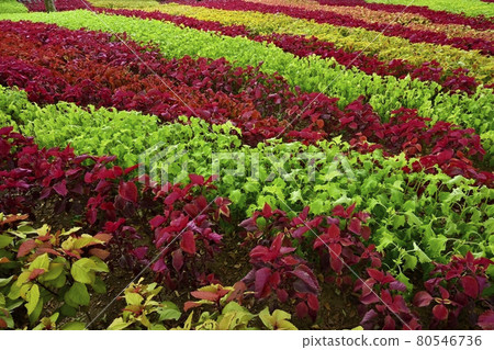Coleus flower field in the forest park 80546736