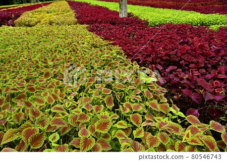 Coleus flower field in the forest park 80546743