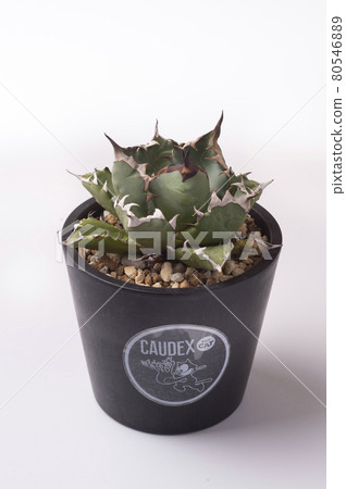 Agave Chitanota Himegenryu Agave Chitanota Himegenryu 80546889