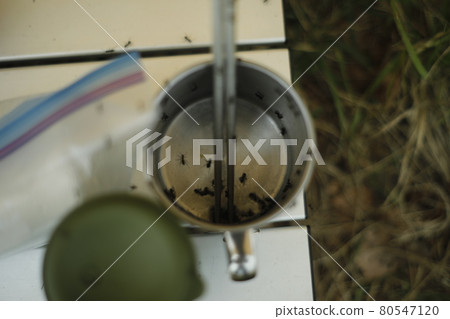 Horror of the campsite, ants, ants, hordes 80547120