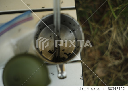 Horror of the campsite, ants, ants, hordes 80547122