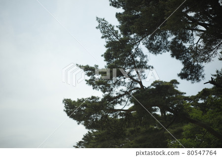 從露營地出發的步行道 Sky Imazora Imasora 森林中的小徑 森林苔蘚 草坪 樹 樹蔭和樹蔭 80547764