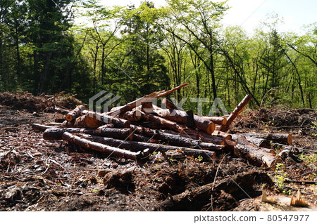 deforestation 80547977