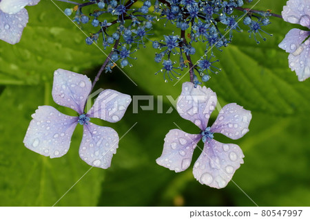 Hydrangea Hydrangea 80547997