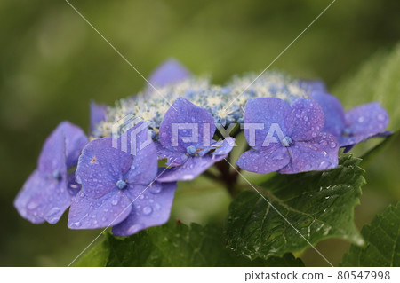 Hydrangea Hydrangea 80547998