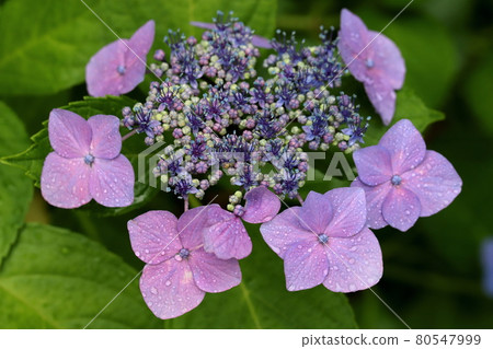 Hydrangea Hydrangea 80547999