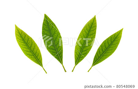 Green leaf set isolated on white background 80548069
