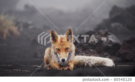 Cute funny fox looks at the camera, lies down and stretches. Fox in the wild, Kamchatka, Russia Cute funny fox looks at the camera, lies down and stretches. Fox in the wild, Kamchatka, Russia 80548120