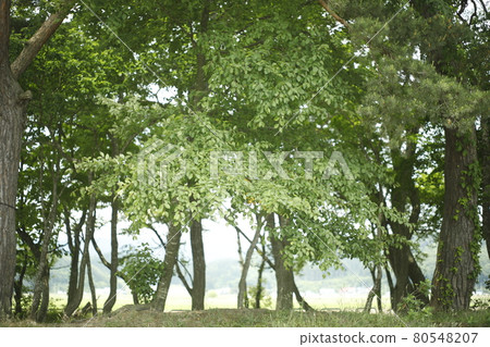 從營地長廊，鬱鬱蔥蔥的樹木，森林，苔蘚，草坪，樹木，樹蔭，樹蔭和樹木 80548207