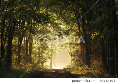 Oaks backlit by the rising sun in a misty forest Oaks backlit by the rising sun in a misty forest 80548391