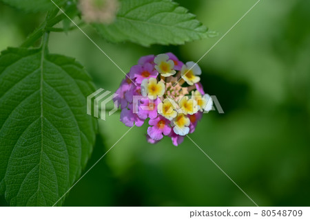 馬纓丹 馬纓丹 80548709