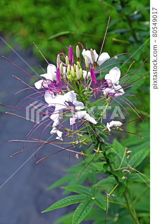  Cleome 80549017