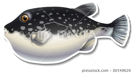 Puffer fish cartoon sticker on white background Puffer fish cartoon sticker on white background 80549626