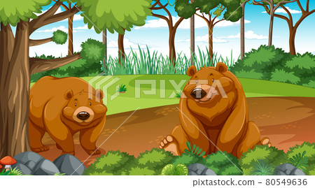 Grizzly bear or brown bear in forest or rainforest scene with many trees Grizzly bear or brown bear in forest or rainforest scene with many trees 80549636