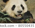 Sasa panda 80550435