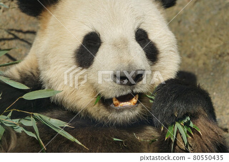 Sasa panda 80550435