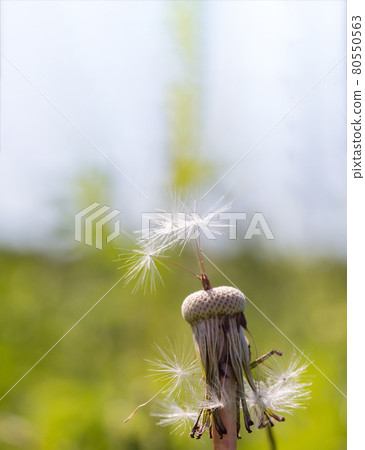 The white fuzz of the flower. The medicinal dandelion. Dandelion Taraxacum. The white fuzz of the flower. The medicinal dandelion. Dandelion Taraxacum. 80550563