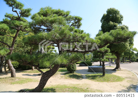 植木 80551415
