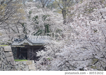 Sakura and Ninomaru Ote Ninomon (Nagoya Castle, Nagoya City, Aichi Prefecture) Sakura and Ninomaru Ote Ninomon (Nagoya Castle, Nagoya City, Aichi Prefecture) 80551632