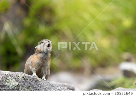 大雪山鼠兔用尖銳的聲音哭泣 80551649