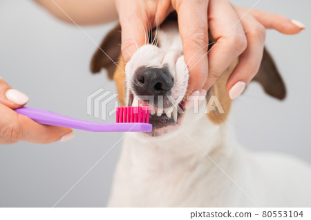 Woman brushing her dog jack russell terrier teeth on white background. 80553104