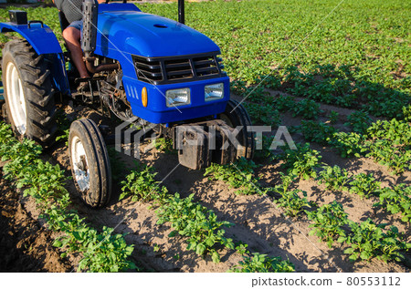 Tractor is driving across field. Potato plantation. Young potatoes bushes. Agroindustry and agribusiness. Field work cultivation. Farm machinery. Soil quality improvement. Plowing and loosening ground 80553112