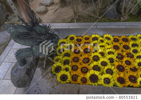向日葵花水 彥島八幡宮 山口縣 向日葵花水 彥島八幡宮 山口縣 80553821