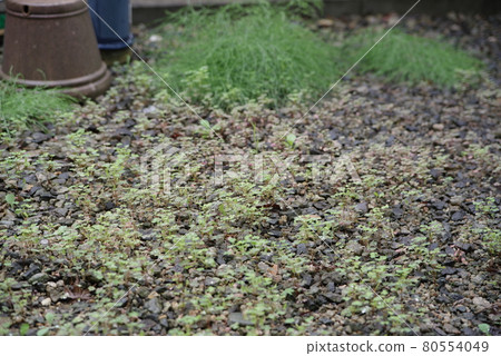 Weeds and grasses growing in the garden 80554049