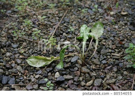 生長在花園裡的雜草和草 生長在花園裡的雜草和草 80554055