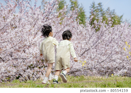 Back view of older sister and younger brother playing on the bank where cherry blossoms bloom 80554159
