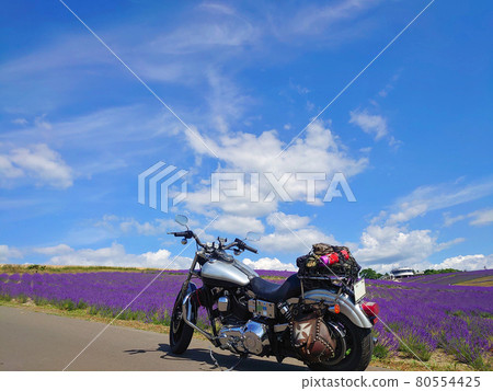 薰衣草田和自行車 80554425