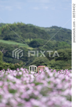 兩把椅子在花田裡排成一排 兩把椅子在花田裡排成一排 80554432