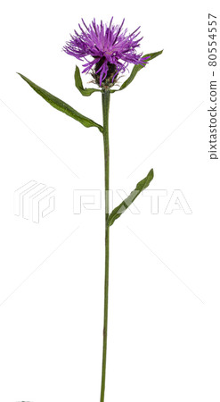 Summer flower on white background Summer flower on white background 80554557