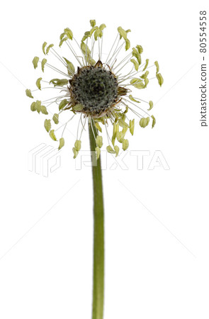 Summer flower on white background 80554558