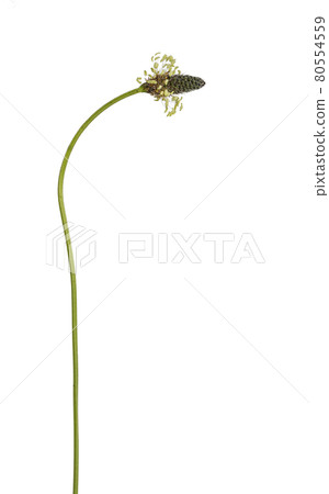 Summer flower on white background 80554559