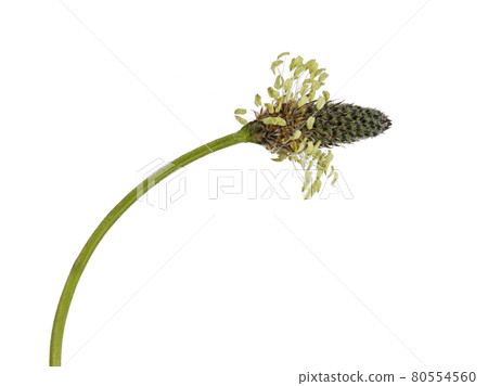 Summer flower on white background 80554560