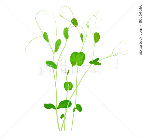 Pea sprouts vector stock illustration. Micro-green. Legume plants. Sprouted shoots with green leaves. Close-up.Isolated on a white background. Pea sprouts vector stock illustration. Micro-green. Legume plants. Sprouted shoots with green leaves. Close-up.Isolated on a white background. 80554666