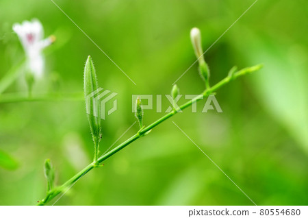 Green sheath  of andrographis paniculata 80554680