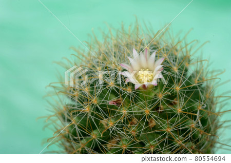 Blooming white flower of Mammillaria schiedeana cactus on green soft focus background Blooming white flower of Mammillaria schiedeana cactus on green soft focus background 80554694