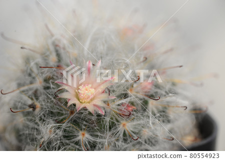 Mammillaria bocasana multilanata Mammillaria bocasana multilanata 80554923