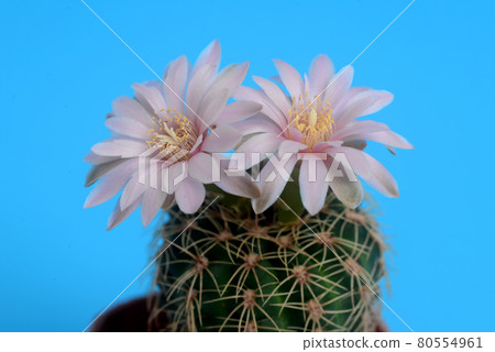Blooming light pink flower of Lobivia cactus on blue background Blooming light pink flower of Lobivia cactus on blue background 80554961
