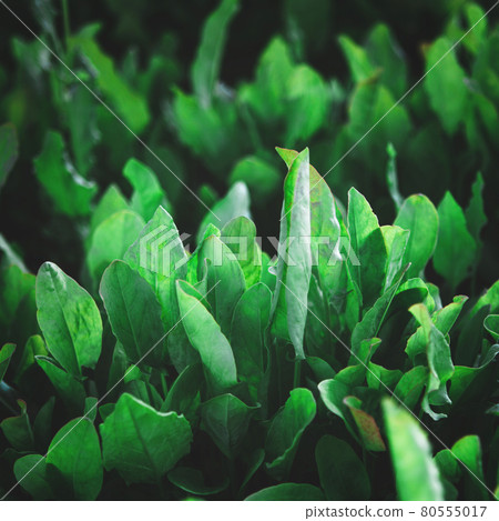 Closeup of rows of organic healthy green sorrel, spinach plants 80555017