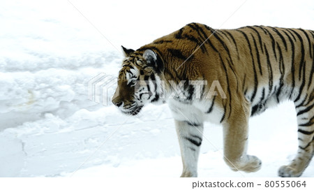Tiger on the snow 80555064