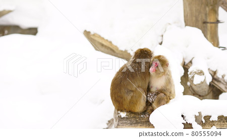 雪地上的猴子 80555094